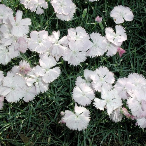 Dianthus plumarius 'Sweetness'