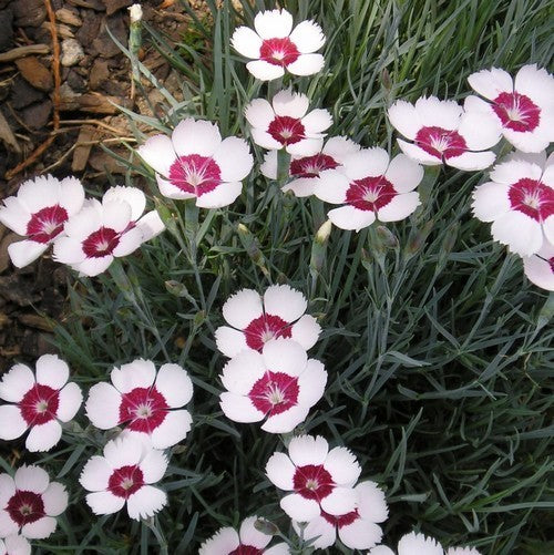 Dianthus plumarius 'Sweetness'