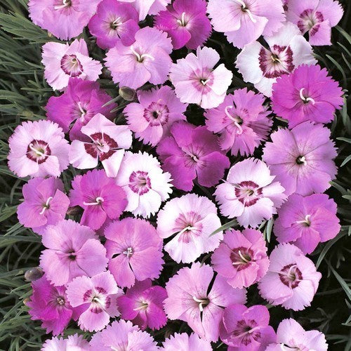 Dianthus plumarius 'Sweetness'