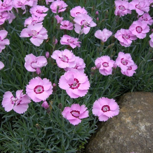Dianthus plumarius 'Sweetness'