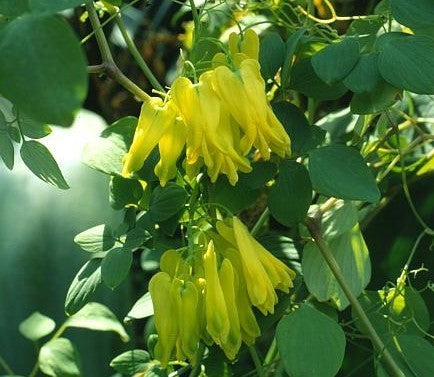 Dicentra scandens 'Golden Tears'