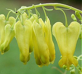 Dicentra scandens 'Golden Tears'
