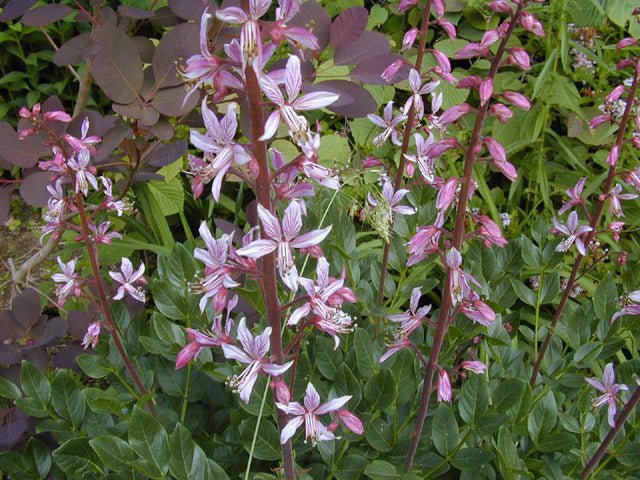 Dictamnus albus var purpureus