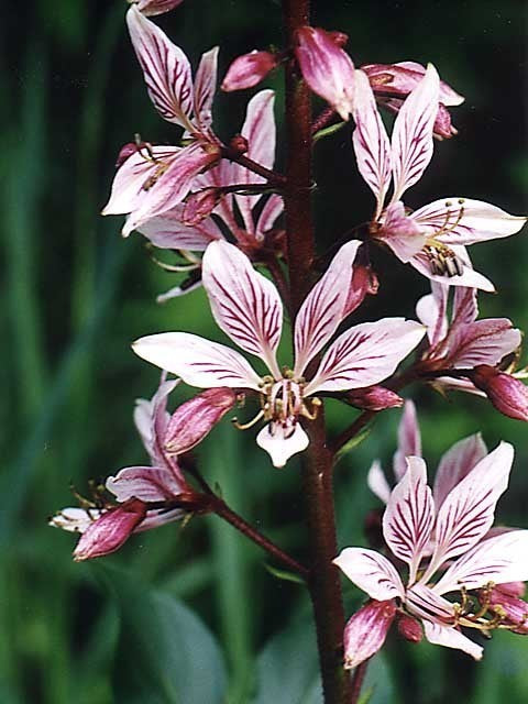 Dictamnus albus var purpureus