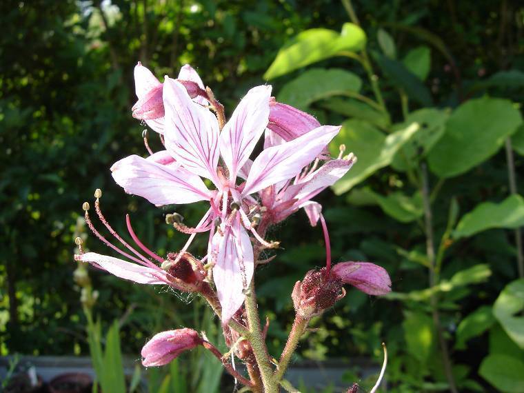 Dictamnus albus var purpureus