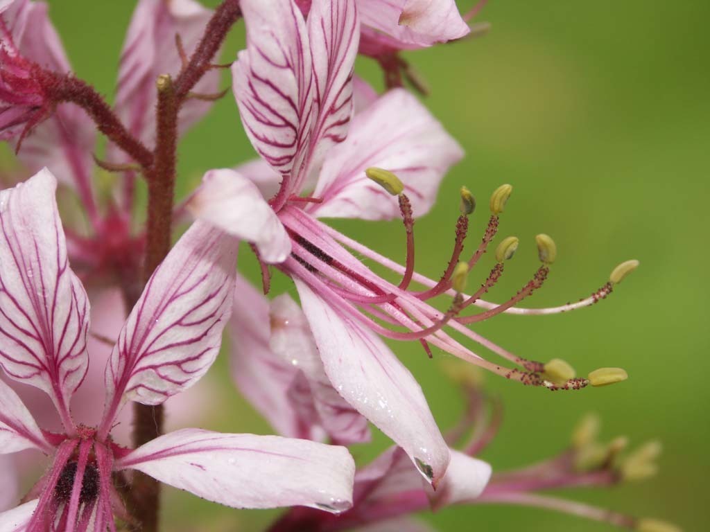 Dictamnus albus var purpureus