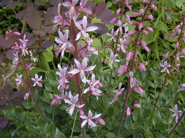 Dictamnus albus var purpureus