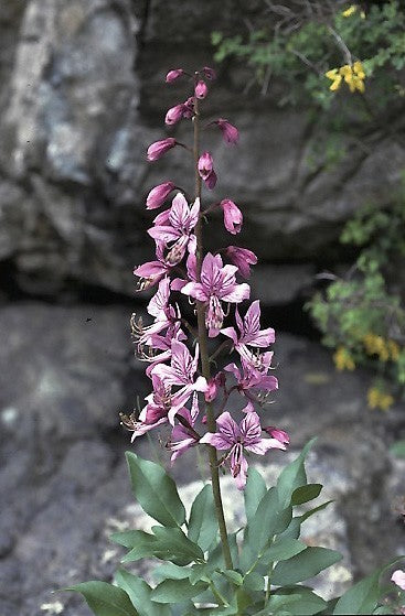 Dictamnus albus var purpureus