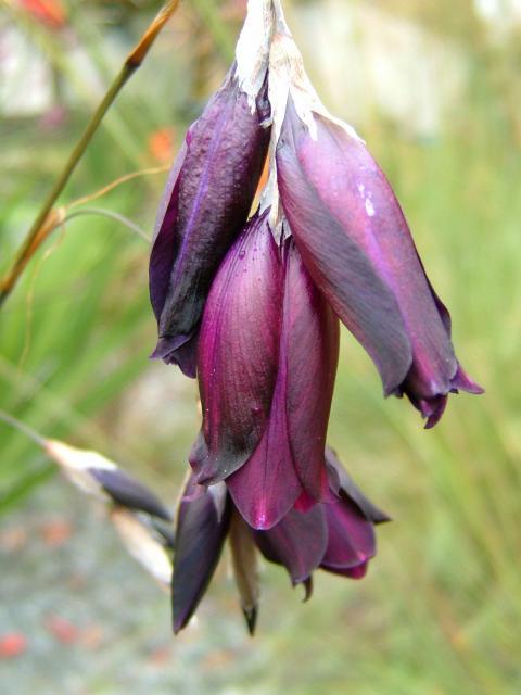 Dierama hybrida 'Blackbird'