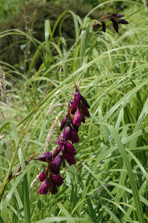 Dierama hybrida 'Blackbird'