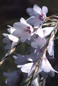 Dierama hybrida 'Snowbells'
