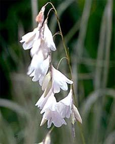 Dierama hybrida 'Snowbells'