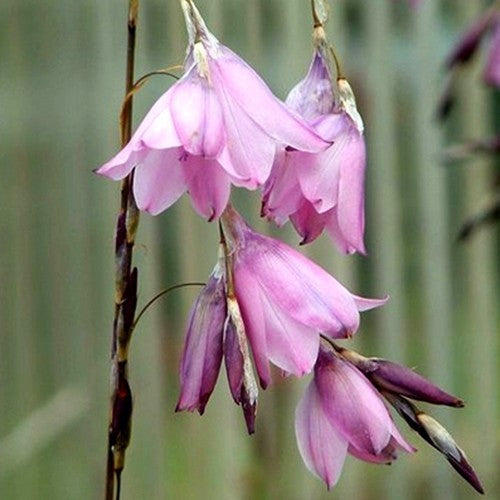 Dierama hybrida 'Spring Dancer'