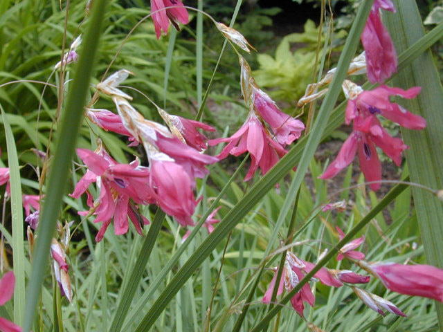 Dierama igneum