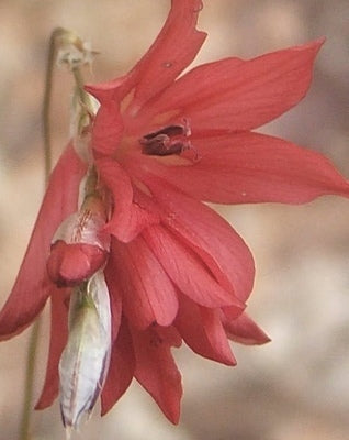 Dierama igneum