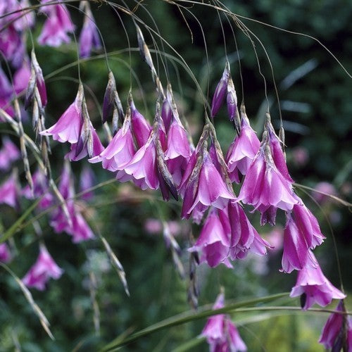 Dierama pulcherrima