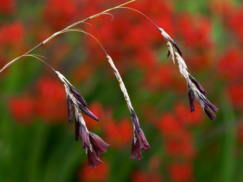 Dierama reynoldsii