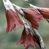 Dierama reynoldsii