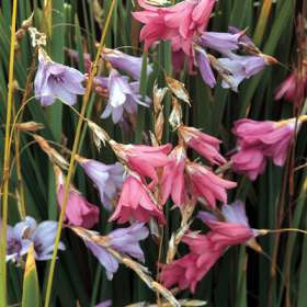 Dierama species 'Mixed'