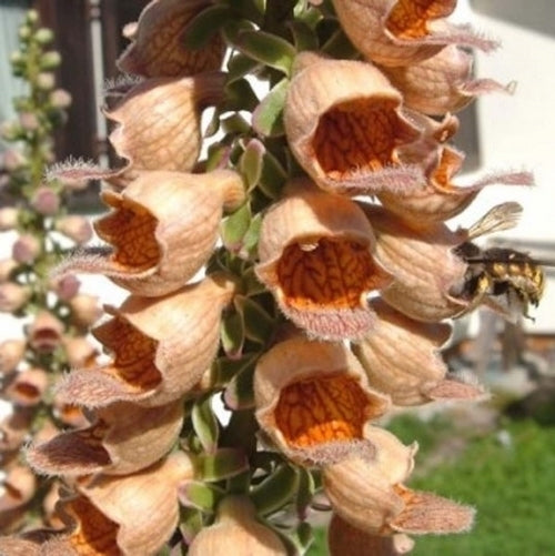 Digitalis ferruginea 'Gigantea'