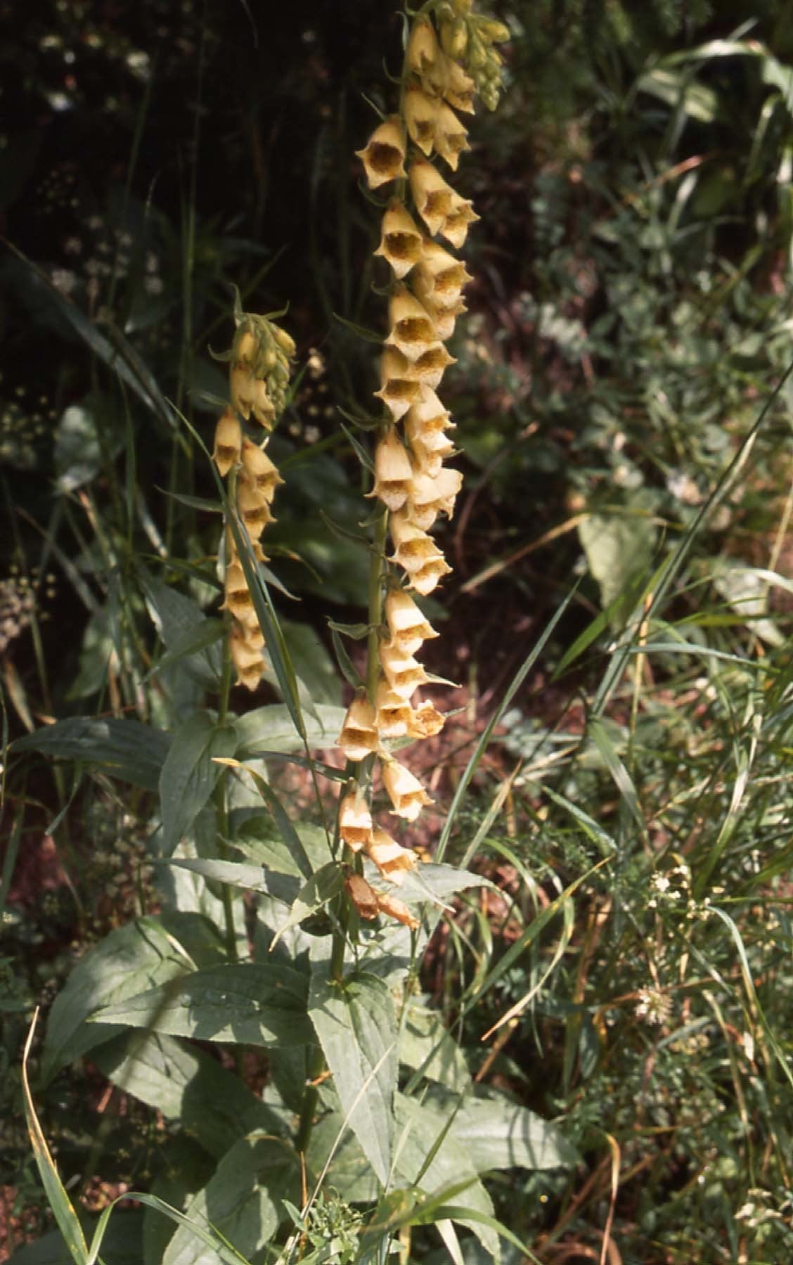 Digitalis ferruginea 'Gigantea'