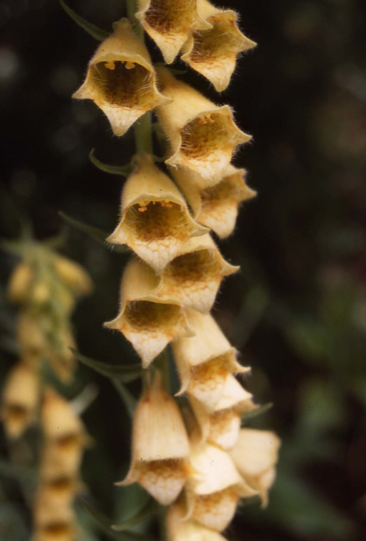 Digitalis ferruginea 'Gigantea'
