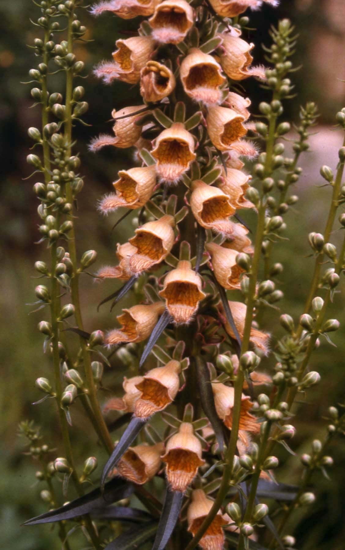 Digitalis ferruginea 'Gigantea'