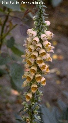 Digitalis ferruginea 'Gigantea'