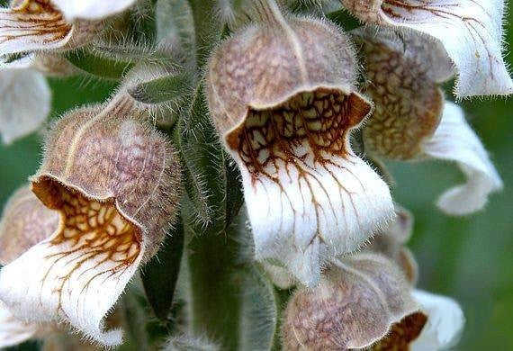 Digitalis lanata 'Café Creme'