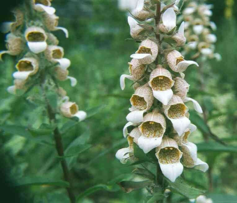 Digitalis lanata 'Café Creme'
