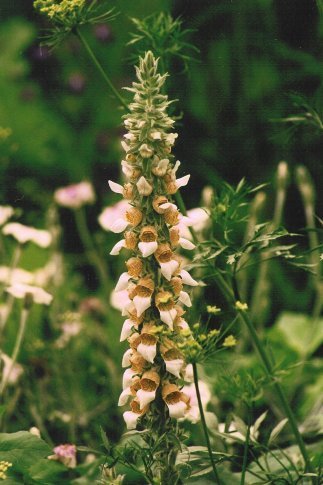 Digitalis lanata 'Café Creme'