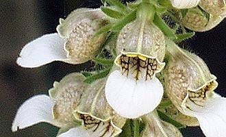 Digitalis lanata 'Café Creme'