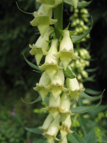Digitalis lutea