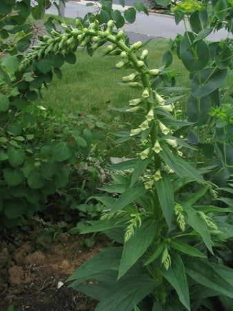 Digitalis lutea