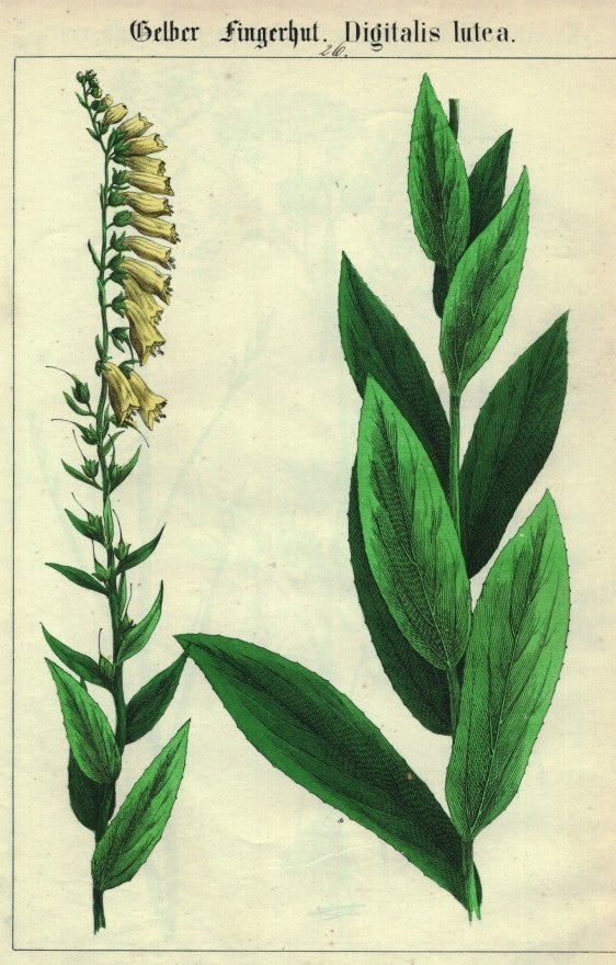 Digitalis lutea