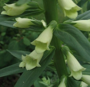 Digitalis lutea