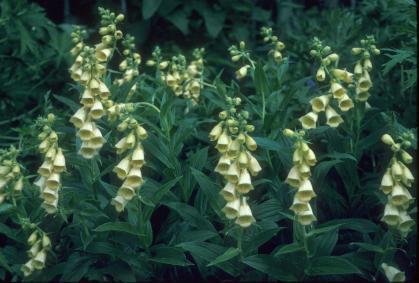 Digitalis lutea
