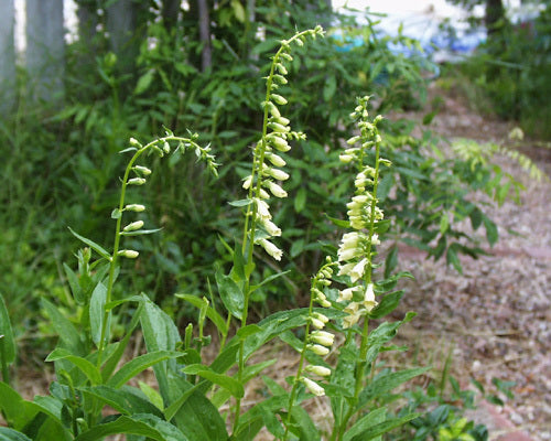 Digitalis lutea