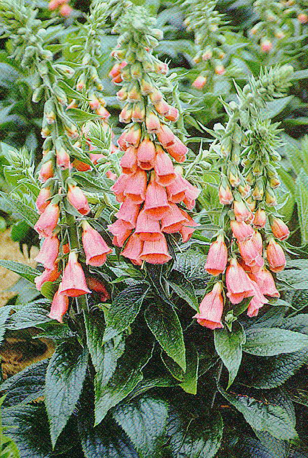 Digitalis x mertonensis