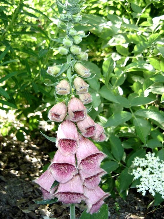Digitalis x mertonensis