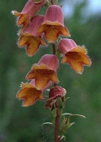 Digitalis obscura 'Sunset'