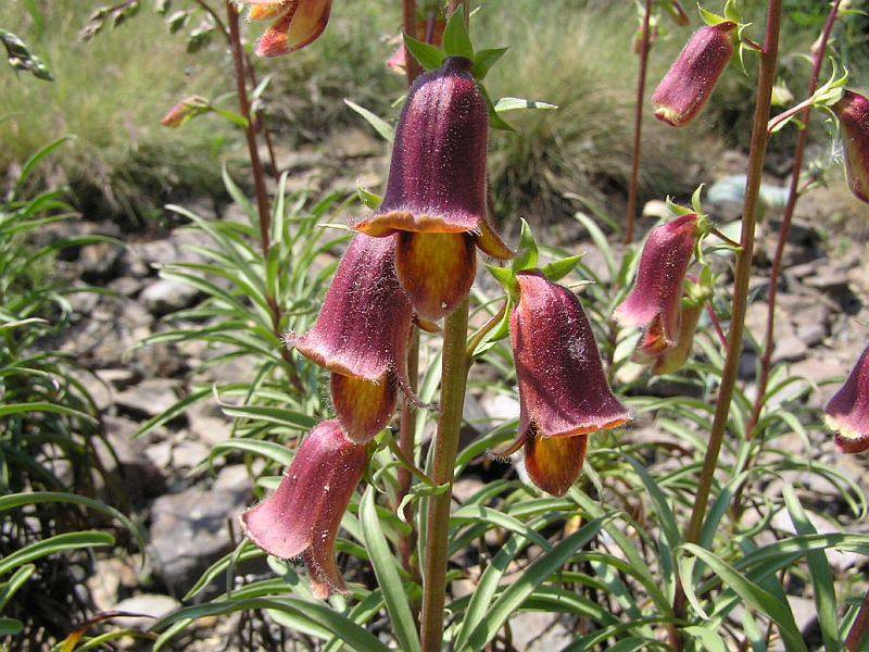 Digitalis obscura 'Sunset'