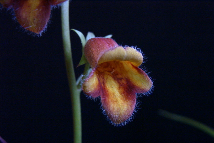 Digitalis obscura 'Sunset'