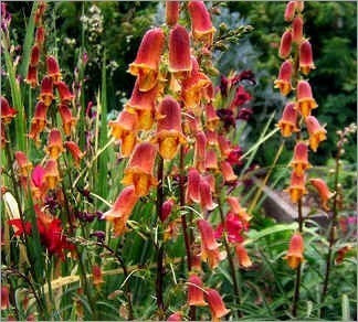 Digitalis obscura 'Sunset'