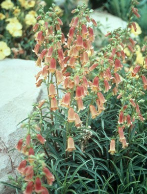 Digitalis obscura 'Sunset'