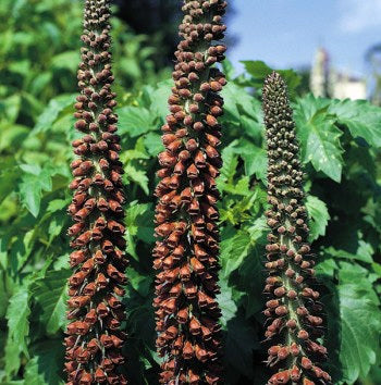Digitalis parviflora