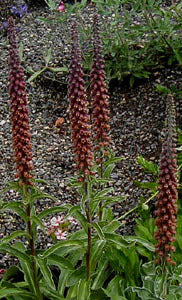Digitalis parviflora