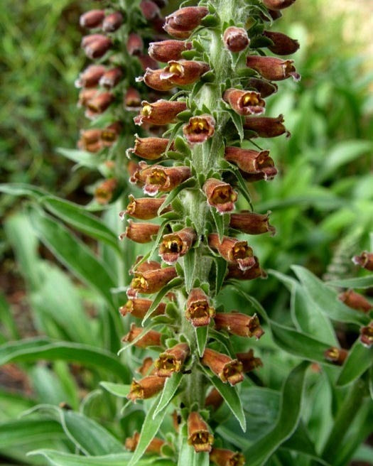 Digitalis parviflora