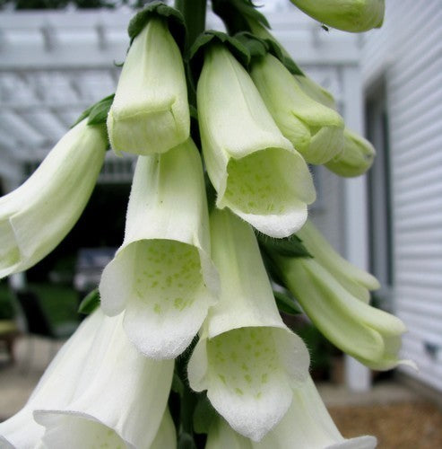 Digitalis purpurea 'Alba'