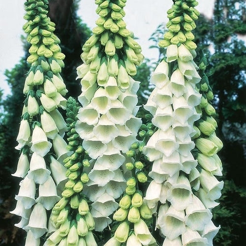 Digitalis purpurea 'Alba'